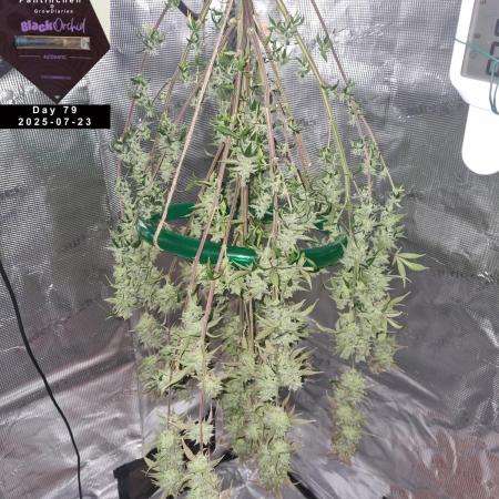 My Zoe Report - Black Orchid Auto