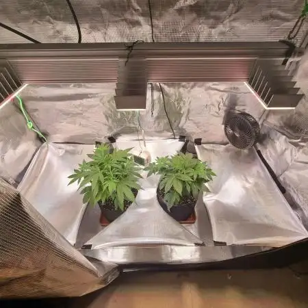 My Zoe Wurlz F1 Hybrid  Auto (Zamnesia)