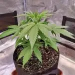 My Zoe Wurlz F1 Hybrid  Auto (Zamnesia)