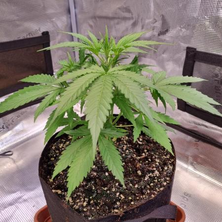 My Zoe Wurlz F1 Hybrid  Auto (Zamnesia)