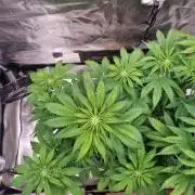 GodFeather OG F1 Auto (First) #17 #02