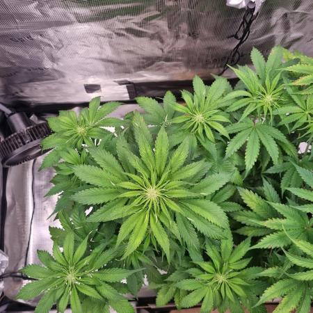 GodFeather OG F1 Auto (First) #17 #02
