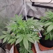 Purple Haze Auto #14 #02