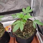 Purple Haze Auto #13 #01