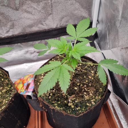 Purple Haze Auto #13 #01