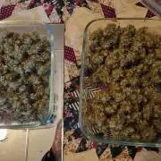 Purple Haze Auto #14 #02