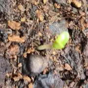 GodFeather OG F1 Auto (First) #18 #03