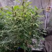 GodFeather OG F1 Auto (First) #19 #04