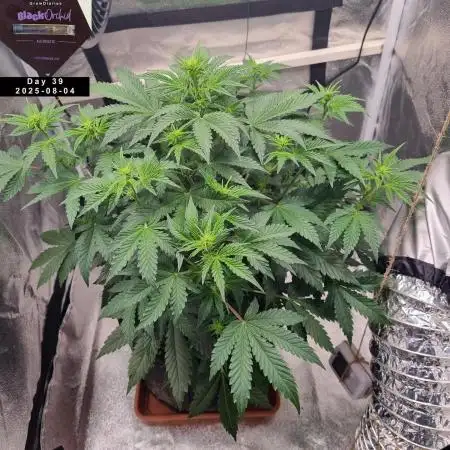 My Zoe Report - Black Orchid Auto #3