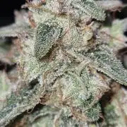 GodFeather OG F1 Auto (First) #16 #01