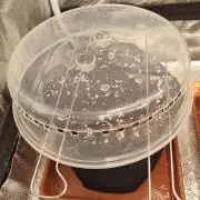 Purple Haze Auto #14 #02