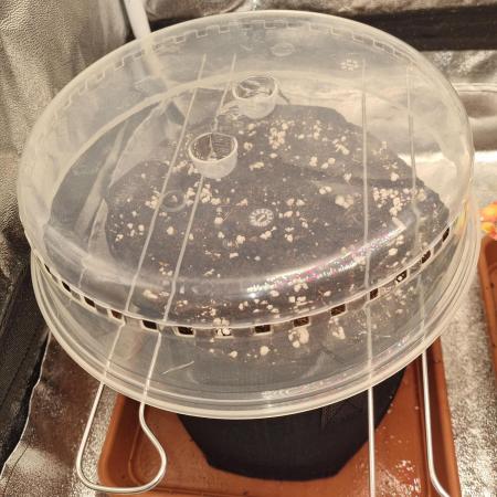 Purple Haze Auto #14 #02