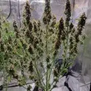 My Zoe Runtz F1 Hybrid Auto (Zamnesia)