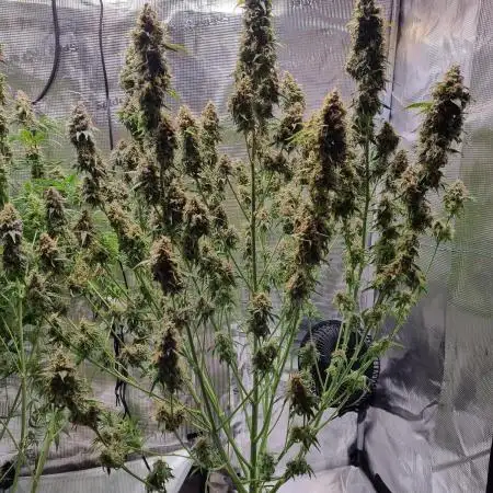 My Zoe Runtz F1 Hybrid Auto (Zamnesia)