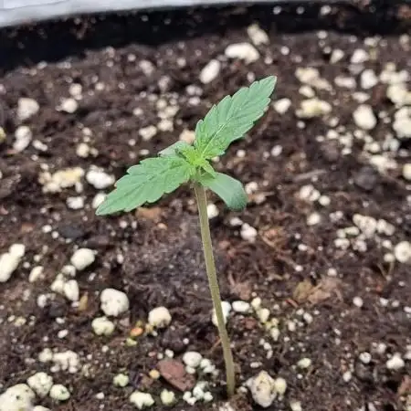 My Zoe Runtz F1 Hybrid Auto (Zamnesia)
