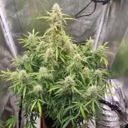 Mango Kush Auto #15 #1