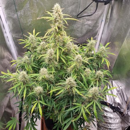 Mango Kush Auto #15 #1