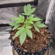 GodFeather OG F1 Auto (First) #19 #04