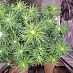 My Zoe Runtz F1 Hybrid Auto (Zamnesia)