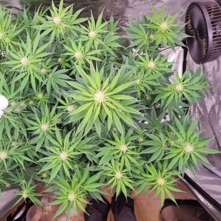 My Zoe Runtz F1 Hybrid Auto (Zamnesia)