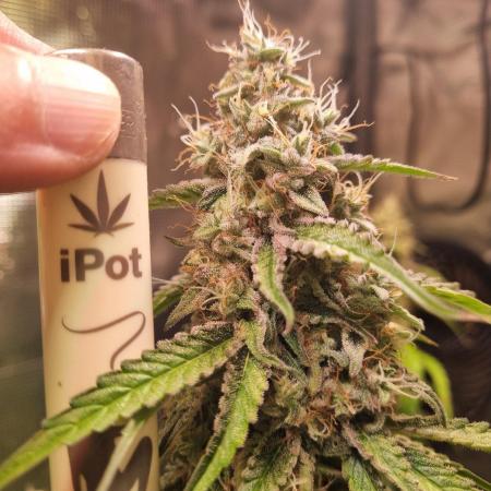 GodFeather OG F1 Auto (First) #16 #01