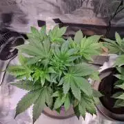 GodFeather OG F1 Auto (First) #17 #02