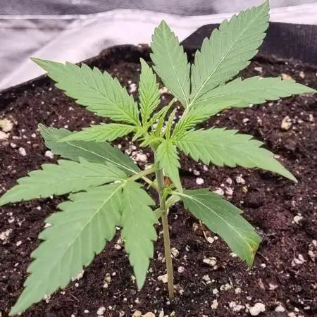 My Zoe Wurlz F1 Hybrid  Auto (Zamnesia)