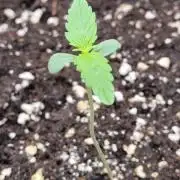 My Zoe Purple Queen Automatic (RQS)