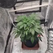 Purple Haze Auto #13 #01