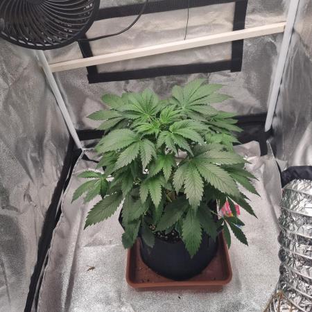 Purple Haze Auto #13 #01