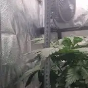 Purple Haze Auto #13 #01