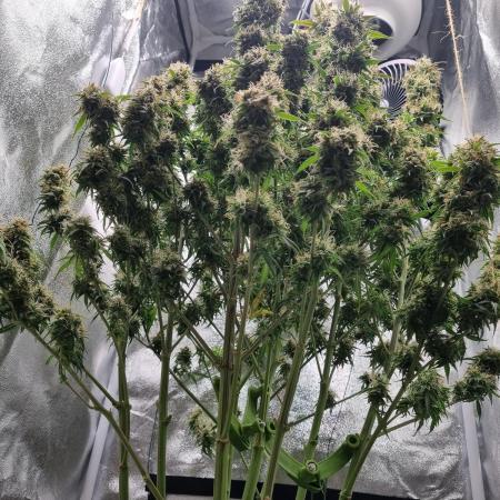 My Zoe Purple Queen Automatic (RQS)