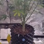 GodFeather OG F1 Auto (First) #19 #04