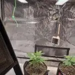 My Zoe Wurlz F1 Hybrid  Auto (Zamnesia)