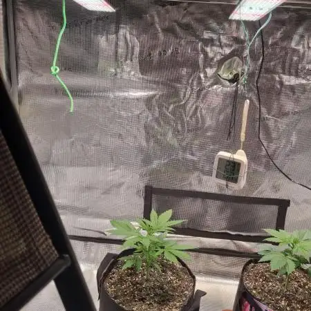My Zoe Wurlz F1 Hybrid  Auto (Zamnesia)