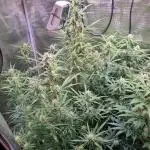 My Zoe Wurlz F1 Hybrid  Auto (Zamnesia)