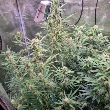 My Zoe Wurlz F1 Hybrid  Auto (Zamnesia)