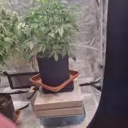 Purple Haze Auto #14 #02