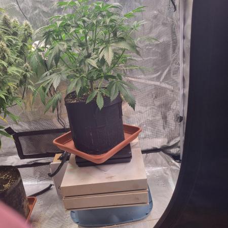 Purple Haze Auto #14 #02