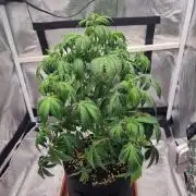 Purple Haze Auto #13 #01