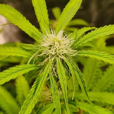 GodFeather OG F1 Auto (First) #16 #01