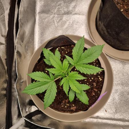 GodFeather OG F1 Auto (First) #17 #02