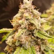 GodFeather OG F1 Auto (First) #16 #01