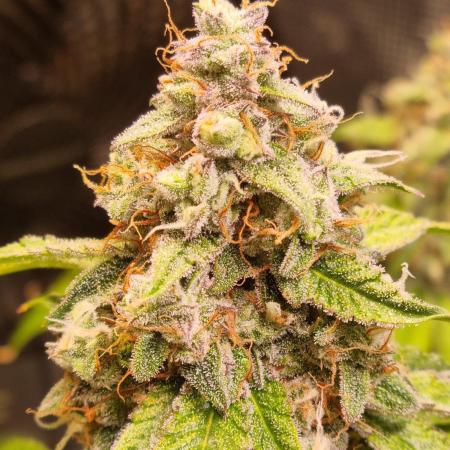 GodFeather OG F1 Auto (First) #16 #01