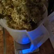 Mango Kush Auto #15 #1