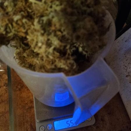Mango Kush Auto #15 #1