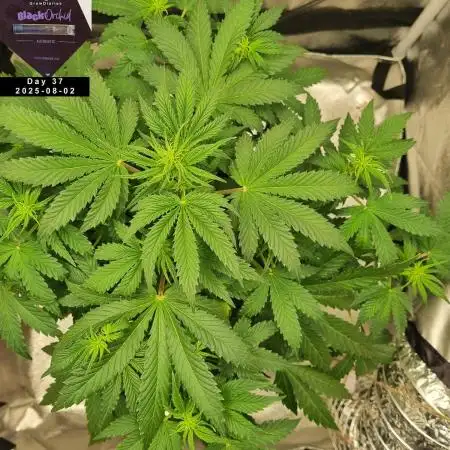 My Zoe Report - Black Orchid Auto #3
