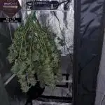 My Zoe Report - Black Orchid Auto #3