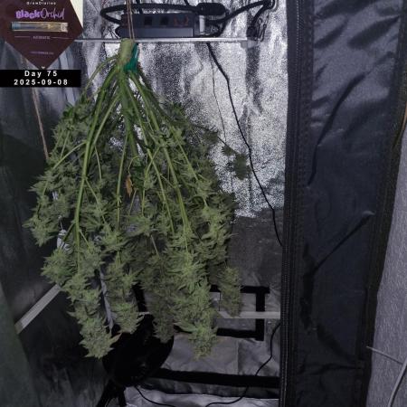 My Zoe Report - Black Orchid Auto #3
