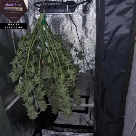 My Zoe Report - Black Orchid Auto #3